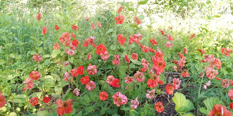 Geum 'Scarlet Tempest' Гравилат